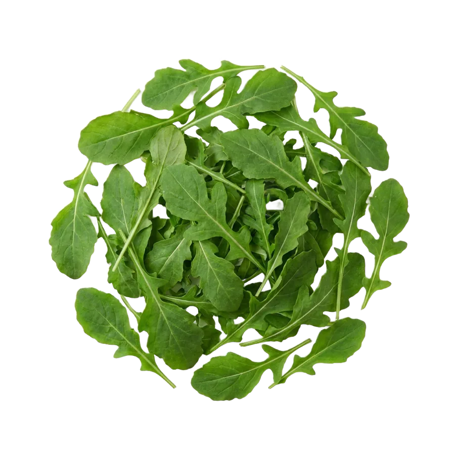 Rucola